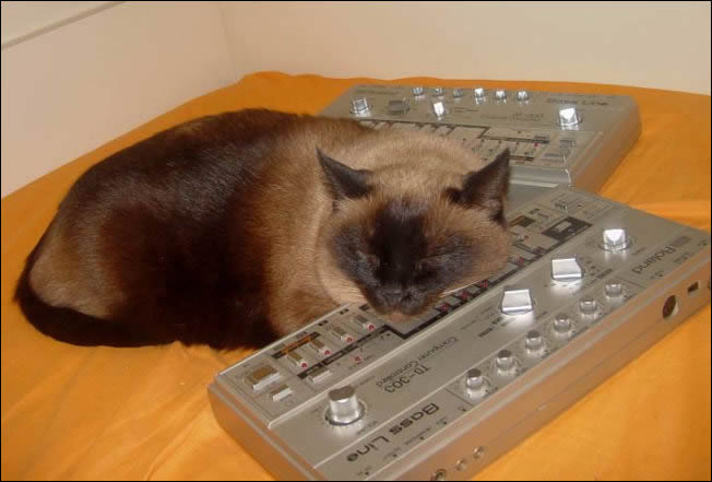 tb303 cat