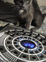 synth cat